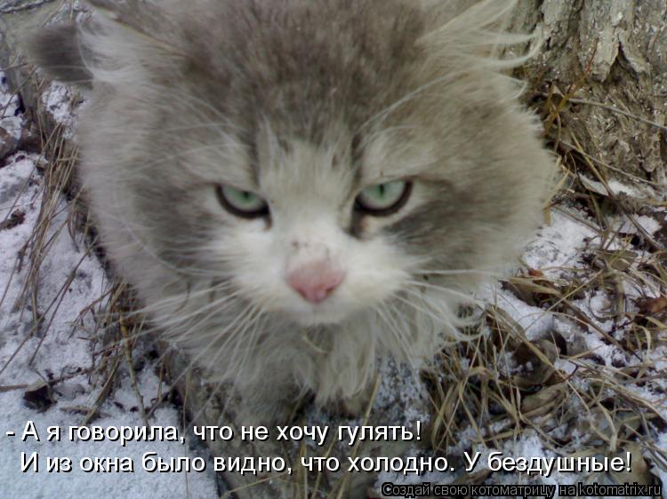И из окна было видно, что холодно. У бездушные! - А я говорила, что не хочу гулять!... Котоматрица: И из окна было видно, что холодно. У бездушные! - А я говорила, что не хочу гулять!