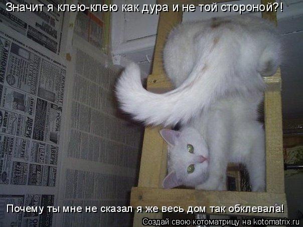 Значит я клею-клею как дура и не той стороной?! Почему ты мне не сказал я же весь дом так обклевала!... Котоматрица: Значит я клею-клею как дура и не той стороной?! Почему ты мне не сказал я же весь дом так обклевала!