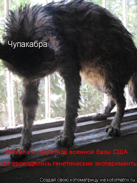 Чупакабра сбежала с секретной военной базы США где проводились генетические эксперименты... Котоматрица: Чупакабра сбежала с секретной военной базы США где проводились генетические эксперименты