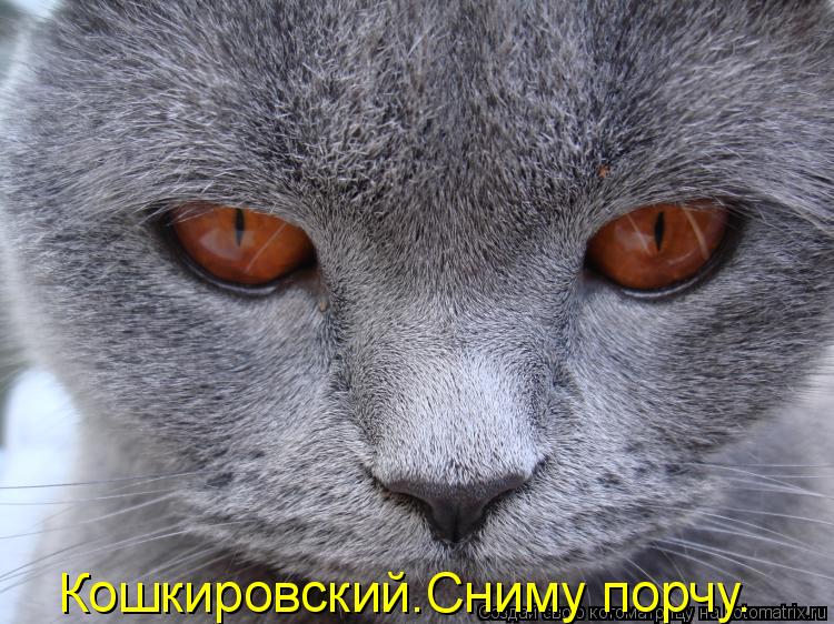 Кошкировский.Сниму порчу.... Котоматрица: Кошкировский.Сниму порчу.