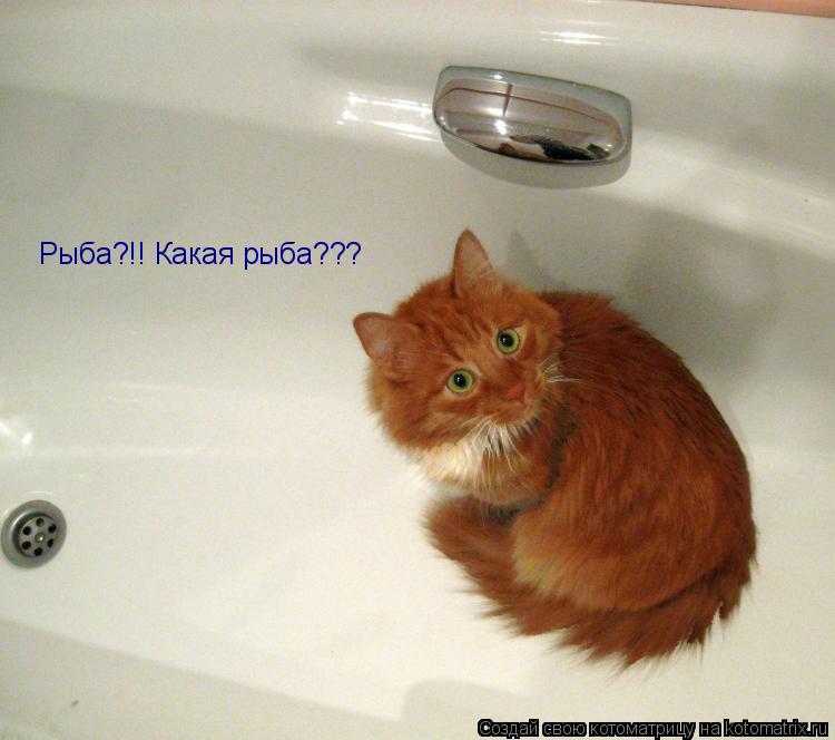 Рыба?!! Какая рыба???... Котоматрица: Рыба?!! Какая рыба???