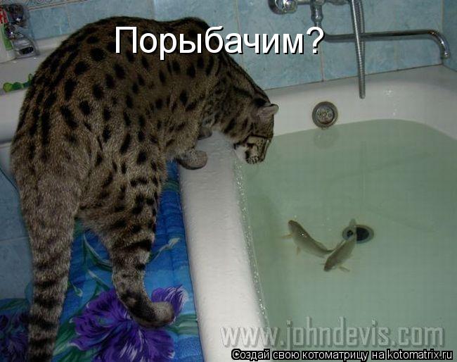 Порыбачим?... Котоматрица: Порыбачим?