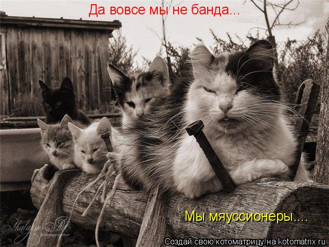 Да вовсе мы не банда... Мы мяуссионеры....... Котоматрица: Да вовсе мы не банда... Мы мяуссионеры....