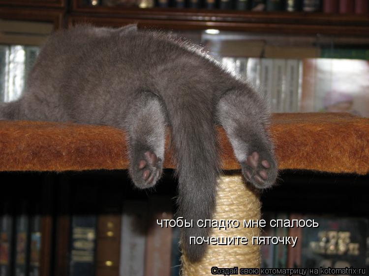 чтобы сладко мне спалось почешите пяточку... Котоматрица: чтобы сладко мне спалось почешите пяточку