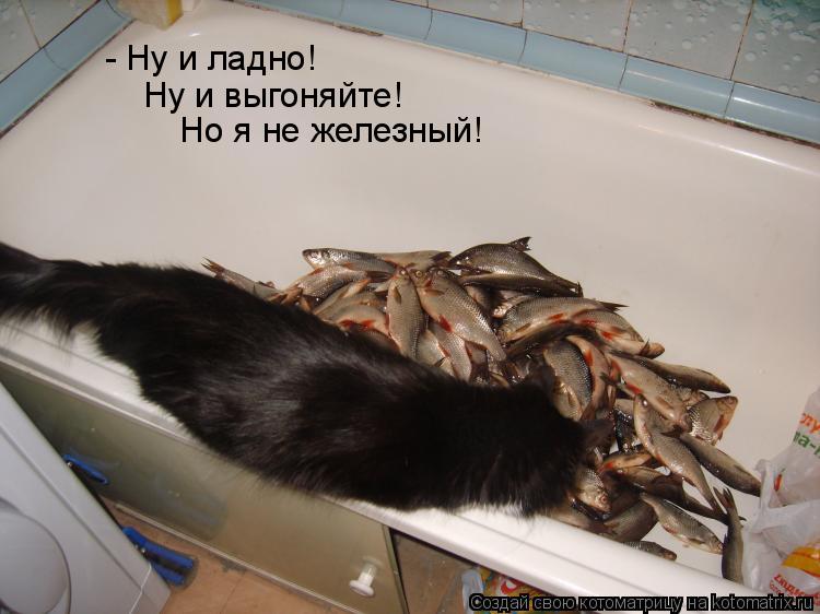 - Ну и ладно! Ну и выгоняйте! Но я не железный!... Котоматрица: - Ну и ладно! Ну и выгоняйте! Но я не железный!