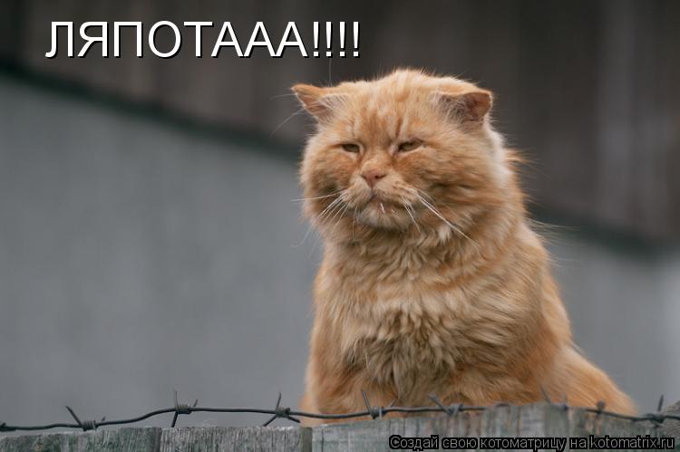 ЛЯПОТААА!!!!... Котоматрица: ЛЯПОТААА!!!!