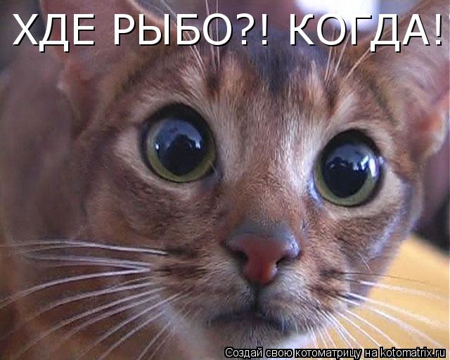 ХДЕ РЫБО?! КОГДА!?... Котоматрица: ХДЕ РЫБО?! КОГДА!?