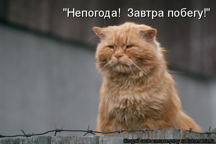 "Непогода! Завтра побегу!"... Котоматрица: "Непогода! Завтра побегу!"