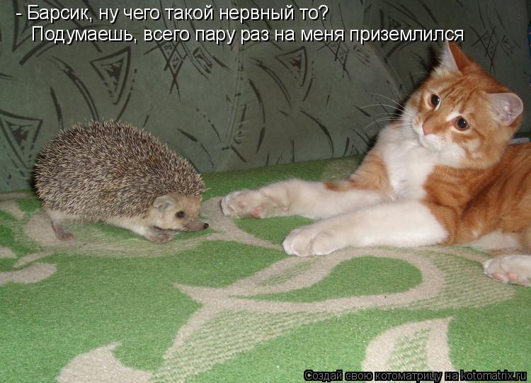 - Барсик, ну чего такой нервный то? Подумаешь, всего пару раз на меня приземлился... Котоматрица: - Барсик, ну чего такой нервный то? Подумаешь, всего пару раз на меня приземлился