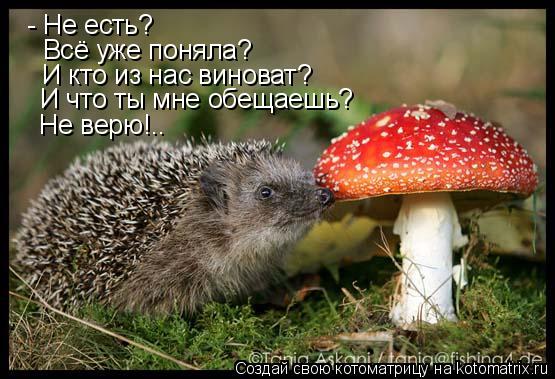 - Не есть? Всё уже поняла? И кто из нас виноват? И что ты мне обещаешь? Не верю!..... Котоматрица: - Не есть? Всё уже поняла? И кто из нас виноват? И что ты мне обещаешь? Не верю!..