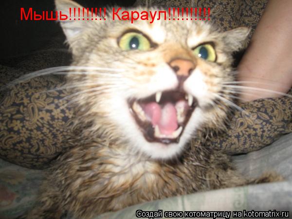 Мышь!!!!!!!!! Караул!!!!!!!!!!... Котоматрица: Мышь!!!!!!!!! Караул!!!!!!!!!!