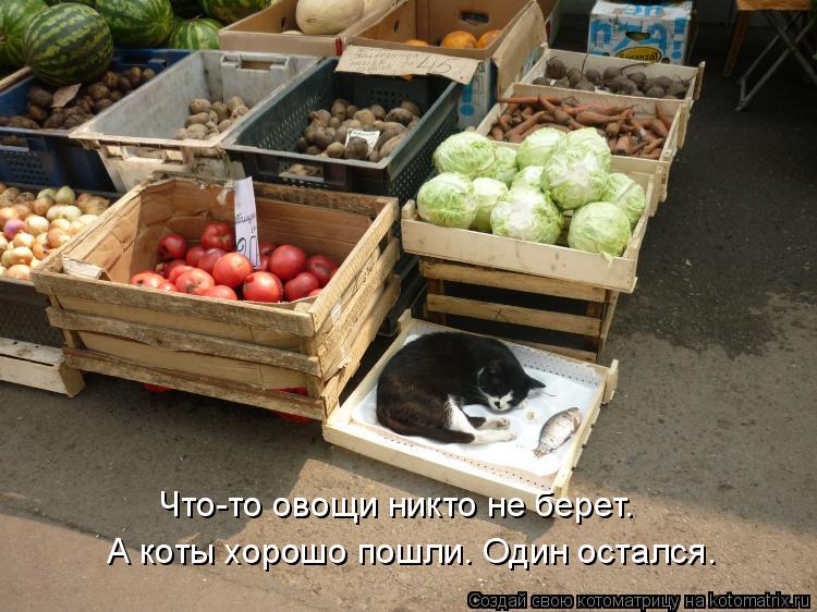 Что-то овощи никто не берет. А коты хорошо пошли. Один остался.... Котоматрица: Что-то овощи никто не берет. А коты хорошо пошли. Один остался.
