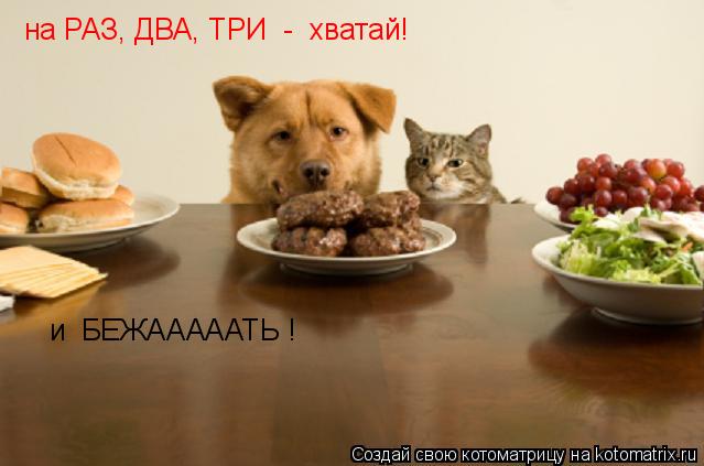 на РАЗ, ДВА, ТРИ - хватай! и БЕЖАААААТЬ !... Котоматрица: на РАЗ, ДВА, ТРИ - хватай! и БЕЖАААААТЬ !