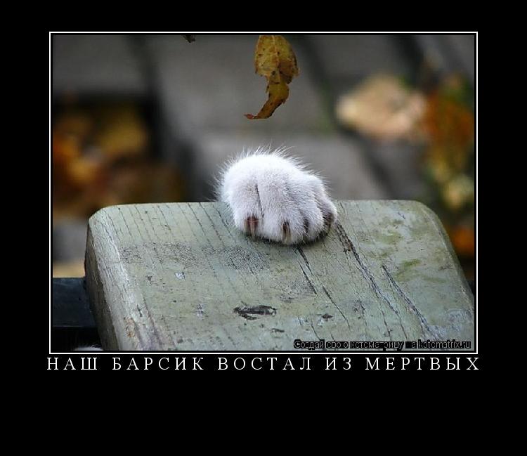 Котоматрица: НАШ БАРСИК ВОСТАЛ ИЗ МЁРТВЫХ 