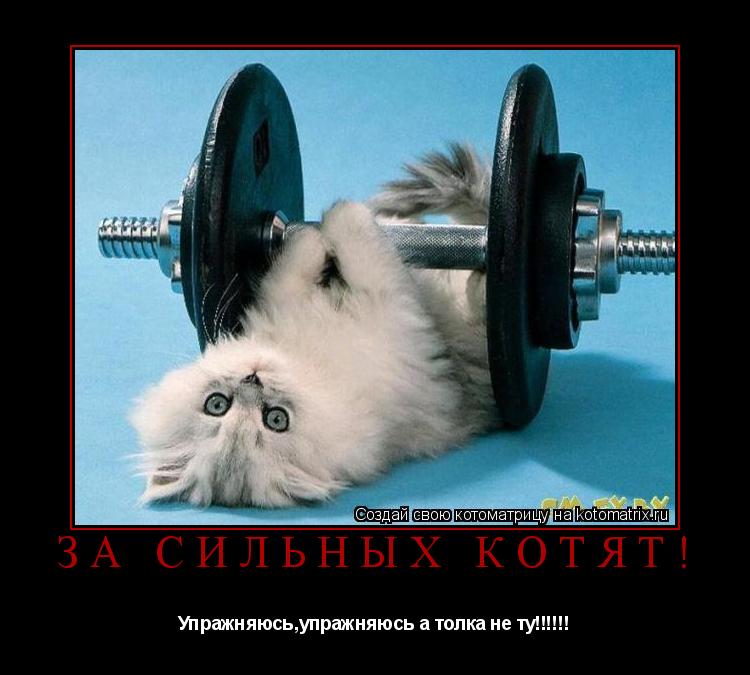 Котоматрица: За сильных котят! Упражняюсь,упражняюсь а толка не ту!!!!!!