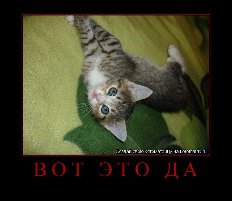 ... Котоматрица: