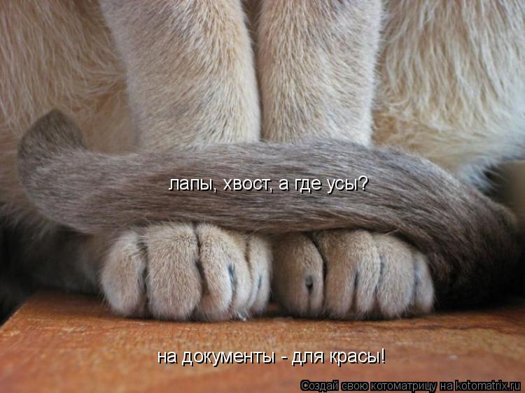 лапы, хвост, а где усы? на документы - для красы!... Котоматрица: лапы, хвост, а где усы? на документы - для красы!