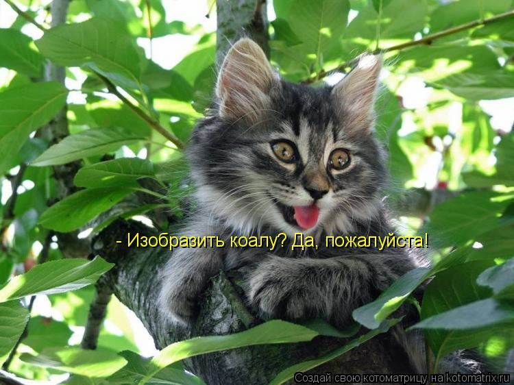 - Изобразить коалу? Да, пожалуйста!... Котоматрица: - Изобразить коалу? Да, пожалуйста!