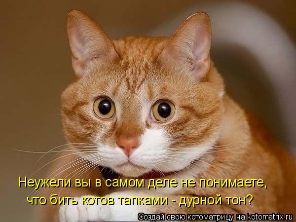Неужели вы в самом деле не понимаете, что бить котов тапками - дурной тон?... Котоматрица: Неужели вы в самом деле не понимаете, что бить котов тапками - дурной тон?