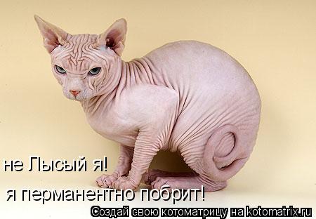 не Лысый я! я перманентно побрит!... Котоматрица: не Лысый я! я перманентно побрит!