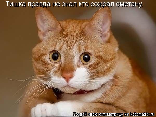 Тишка правда не знал кто сожрал сметану.... Котоматрица: Тишка правда не знал кто сожрал сметану.