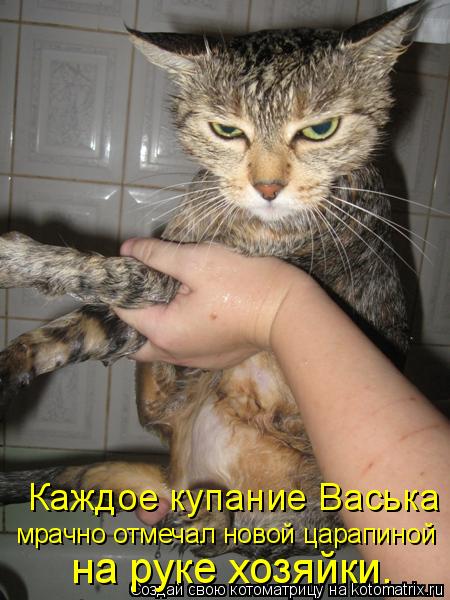 Каждое купание Васька мрачно отмечал новой царапиной на руке хозяйки.... Котоматрица: Каждое купание Васька мрачно отмечал новой царапиной на руке хозяйки.