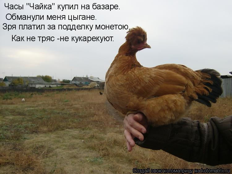 Обманули меня цыгане. Часы "Чайка" купил на базаре. Зря платил за подделку монетою, Как не тряс -не к... Котоматрица: Обманули меня цыгане. Часы "Чайка" купил на базаре. Зря платил за подделку монетою, Как не тряс -не кукарекуют.