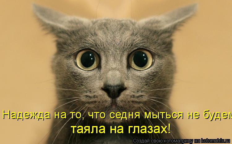 Надежда на то, что седня мыться не будем таяла на глазах!... Котоматрица: Надежда на то, что седня мыться не будем таяла на глазах!