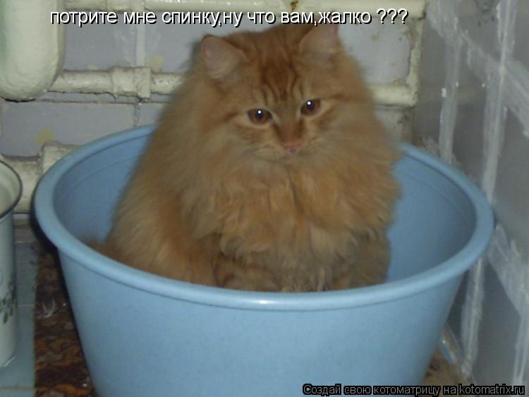 потрите мне спинку,ну что вам,жалко ??? потрите мне спинку,ну что вам,жалко ???... Котоматрица: потрите мне спинку,ну что вам,жалко ??? потрите мне спинку,ну что вам,жалко ???