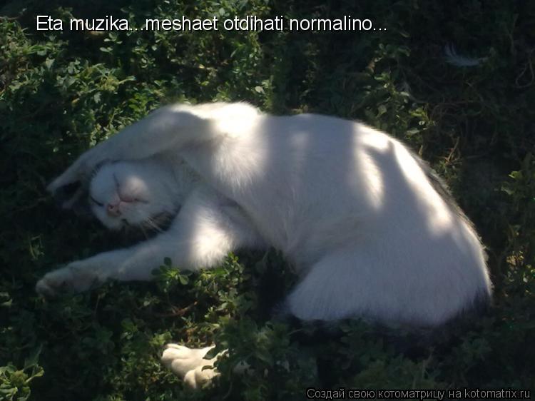 Eta muzika...meshaet otdihati normalino...... Котоматрица: Eta muzika...meshaet otdihati normalino...