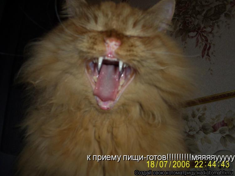 к приему пищи-готов!!!!!!!!!!мяяяяуууууууууууууу... Котоматрица: к приему пищи-готов!!!!!!!!!!мяяяяуууууууууууууу