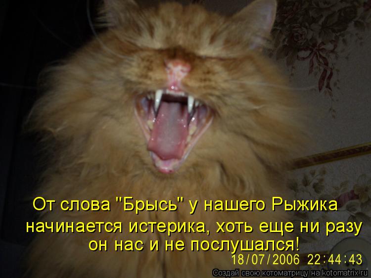 От слова "Брысь" у нашего Рыжика он нас и не послушался! начинается истерика, хоть еще ни разу... Котоматрица: От слова "Брысь" у нашего Рыжика он нас и не послушался! начинается истерика, хоть еще ни разу