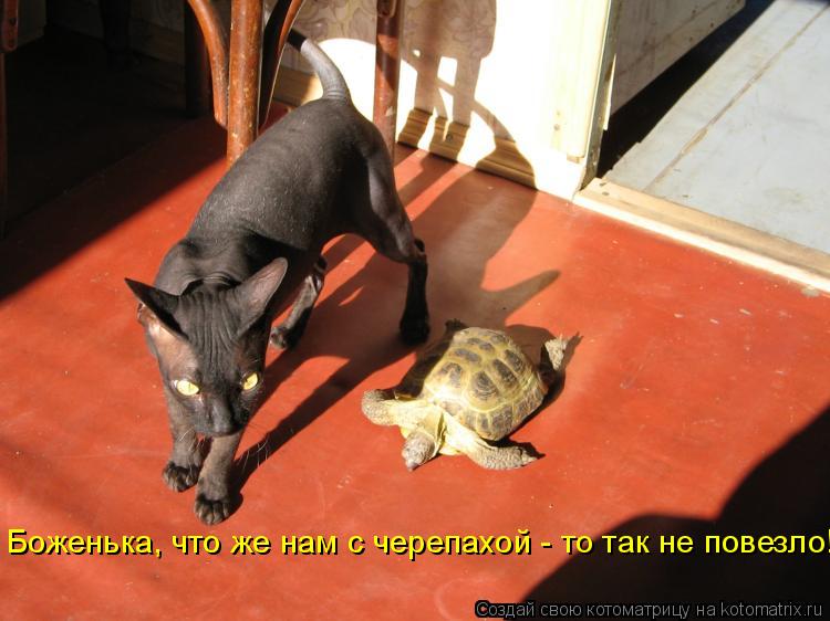 Боженька, что же нам с черепахой - то так не повезло!... Котоматрица: Боженька, что же нам с черепахой - то так не повезло!