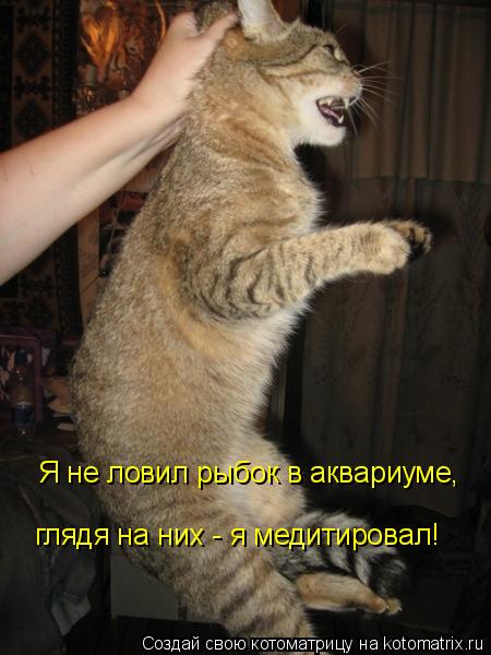 Я не ловил рыбок в аквариуме, глядя на них - я медитировал!... Котоматрица: Я не ловил рыбок в аквариуме, глядя на них - я медитировал!