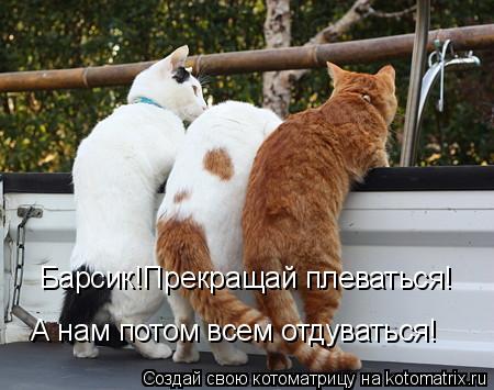 Барсик!Прекращай плеваться! А нам потом всем отдуваться!... Котоматрица: Барсик!Прекращай плеваться! А нам потом всем отдуваться!