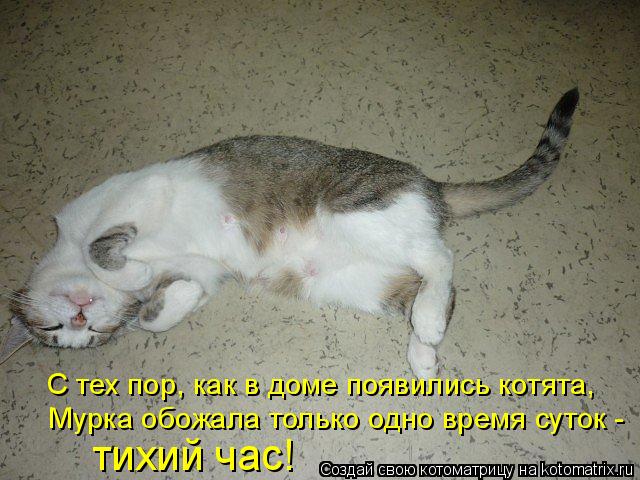 Котоматрица: С тех пор, как в доме появились котята, Мурка обожала только одно время суток - тихий час!