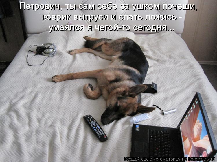 коврик вытруси и спать ложись - умаялся я чегой-то сегодня... Петрович, ты сам себе за ушком почеши,... Котоматрица: коврик вытруси и спать ложись - умаялся я чегой-то сегодня... Петрович, ты сам себе за ушком почеши,