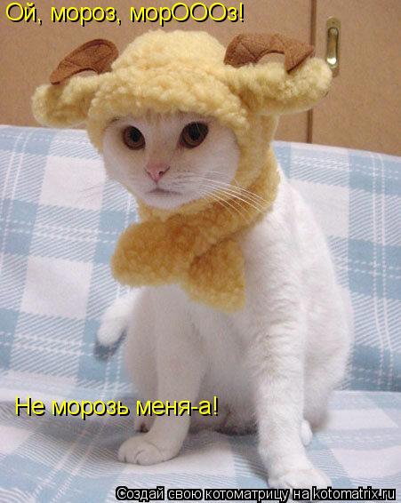 Ой, мороз, морОООз! Не морозь меня-а!... Котоматрица: Ой, мороз, морОООз! Не морозь меня-а!