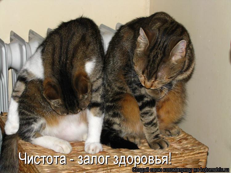 Чистота - залог здоровья!... Котоматрица: Чистота - залог здоровья!