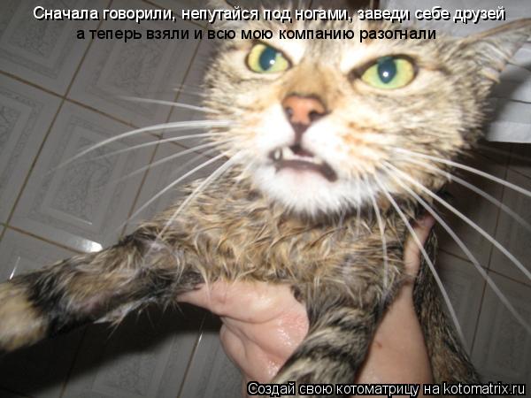 Сначала говорили, непутайся под ногами, заведи себе друзей а теперь взяли и всю мою компанию разогна... Котоматрица: Сначала говорили, непутайся под ногами, заведи себе друзей а теперь взяли и всю мою компанию разогнали