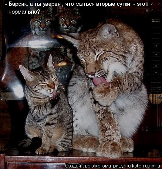 Котоматрица: - Барсик, а ты уверен , что мыться вторые сутки  - это  нормально?