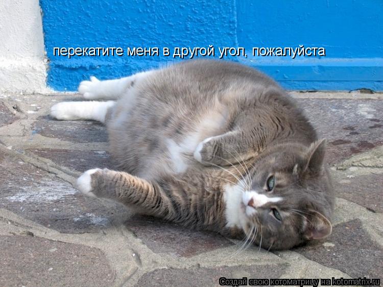 Котоматрица: перекатите меня в другой угол, пожалуйста