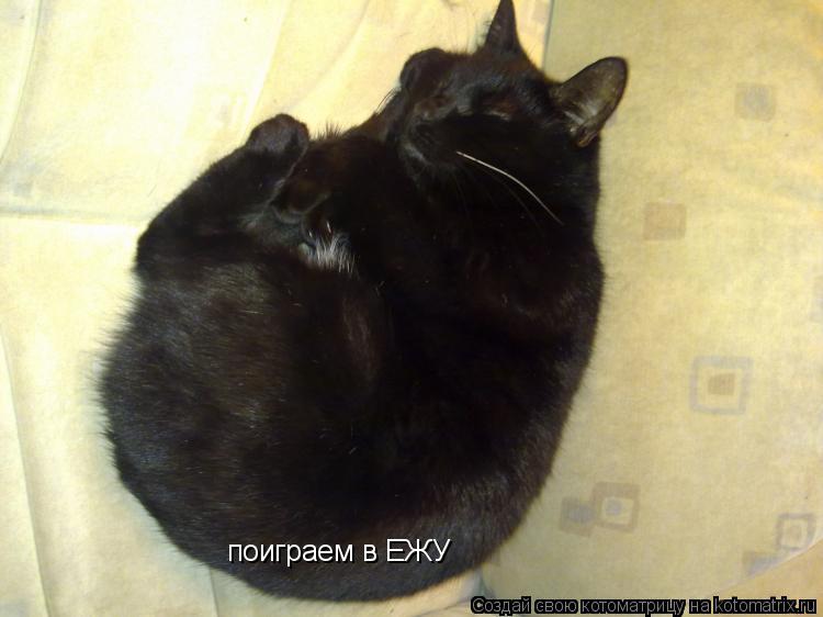 поиграем в ЕЖУ... Котоматрица: поиграем в ЕЖУ