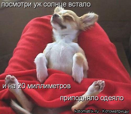 посмотри уж солнце встало и на 20 миллиметров приподняло одеяло и на 20 миллиметров приподняло одеял... Котоматрица: посмотри уж солнце встало и на 20 миллиметров приподняло одеяло и на 20 миллиметров приподняло одеяло