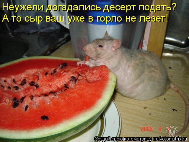 Неужели догадались десерт подать? А то сыр ваш уже в горло не лезет!... Котоматрица: Неужели догадались десерт подать? А то сыр ваш уже в горло не лезет!