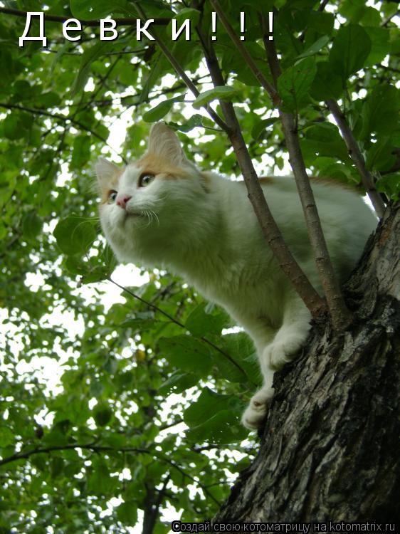Котоматрица: Д е в к и ! ! !