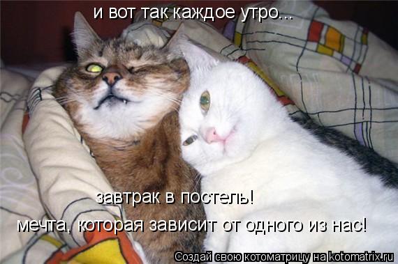 и вот так каждое утро... и вот так каждое утро... завтрак в постель! мечта, которая зависит от одного... Котоматрица: и вот так каждое утро... и вот так каждое утро... завтрак в постель! мечта, которая зависит от одного из нас!