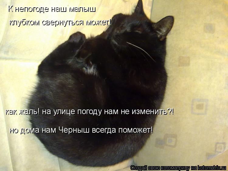 К непогоде наш малыш клубком свернуться может! как жаль! на улице погоду нам не изменить?! но дома на... Котоматрица: К непогоде наш малыш клубком свернуться может! как жаль! на улице погоду нам не изменить?! но дома нам Черныш всегда поможет!