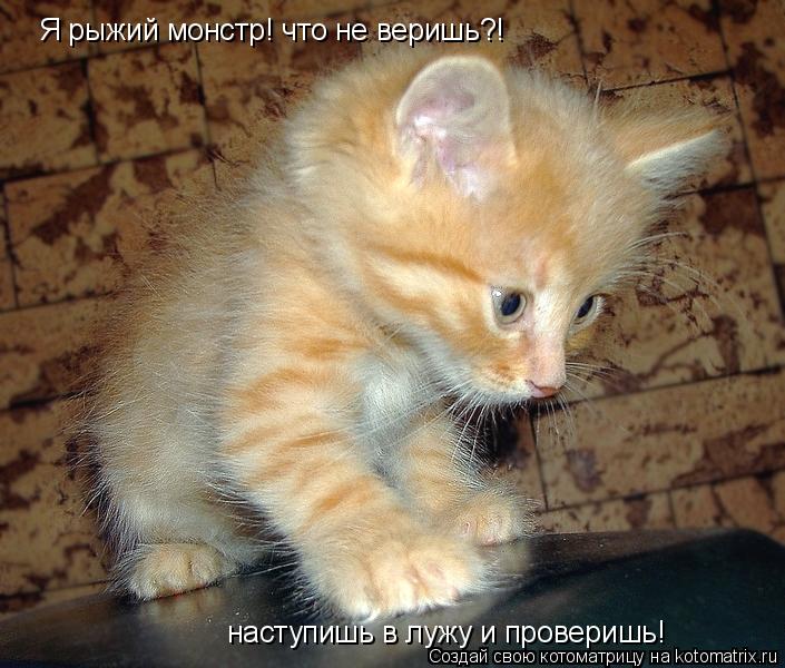 Я рыжий монстр! что не веришь?! наступишь в лужу и проверишь!... Котоматрица: Я рыжий монстр! что не веришь?! наступишь в лужу и проверишь!