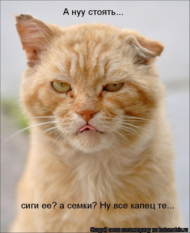 А нуу стоять... сиги ее? а семки? Ну все капец те...... Котоматрица: А нуу стоять... сиги ее? а семки? Ну все капец те...